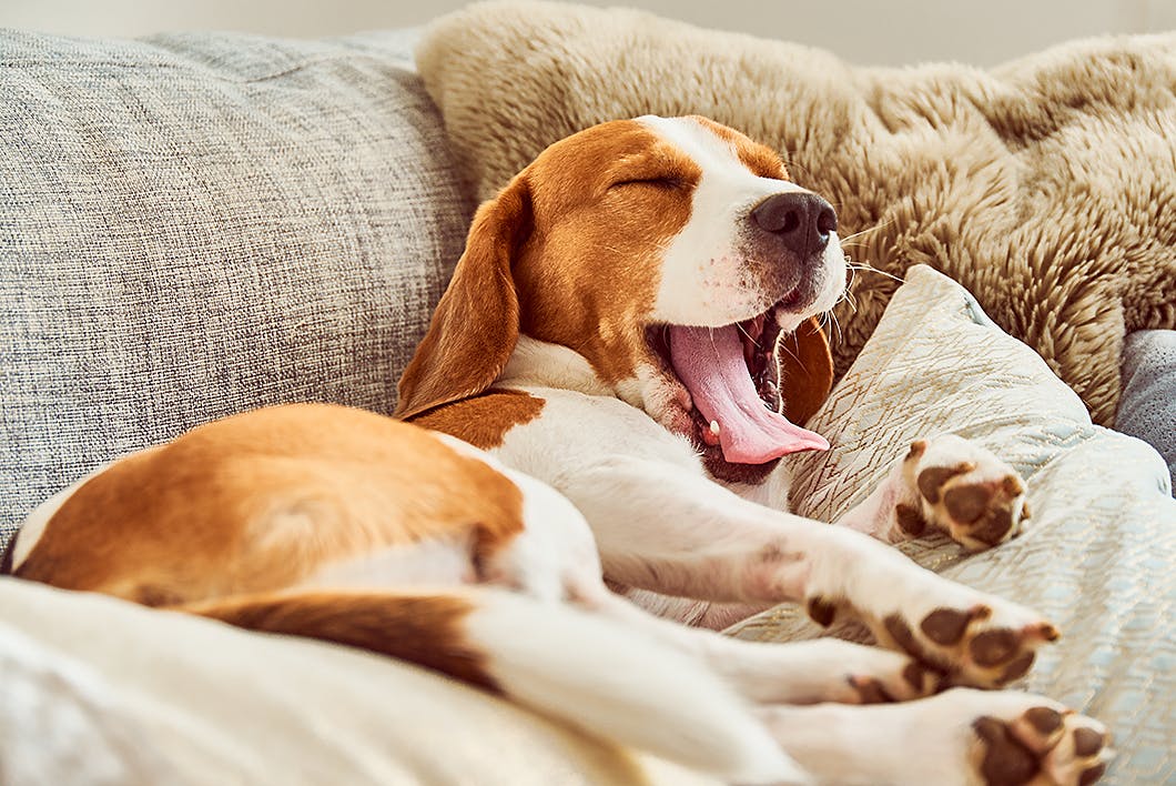 犬自身が緊張を感じているときにする行動　あくびをするビーグル犬
