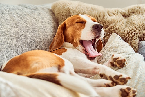 愛犬のストレスを見抜こう その行動 じつは ストレスサイン かも わんクォール 愛犬のストレスを見抜こう その行動 じつは ストレスサイン かも わんクォール