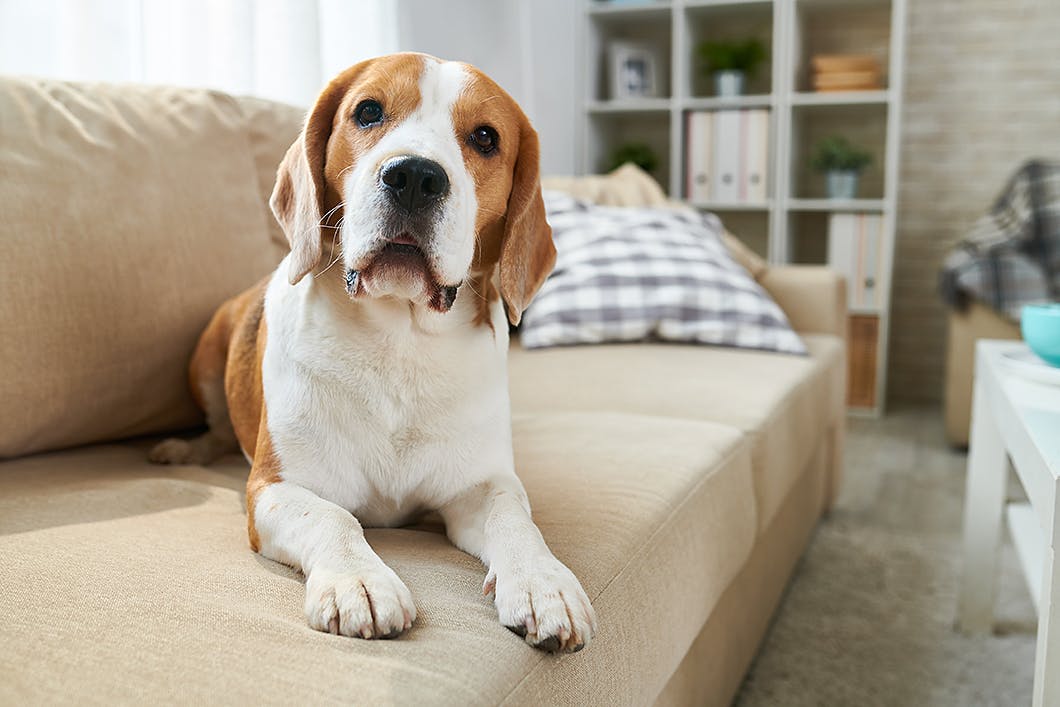 犬の吠えに隠れた意味は シチュエーション別 吠える犬の心理と対策 Training しつけ わんクォール