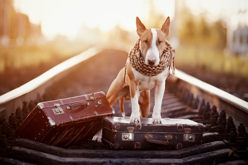 犬を電車に乗せる練習法は？犬と電車に乗るときのマナーや注意点
