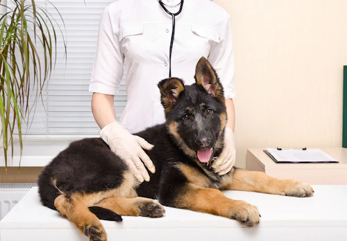 獣医師アドバイス 犬用ガムを与えるのはどんな時 選びのポイントや注意すべき事故を解説 わんクォール