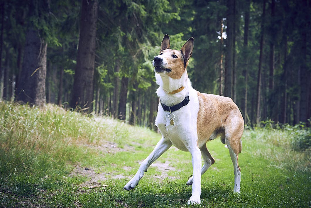 病気やケガの可能性も 老犬が吠える理由とその対処方法 わんクォール