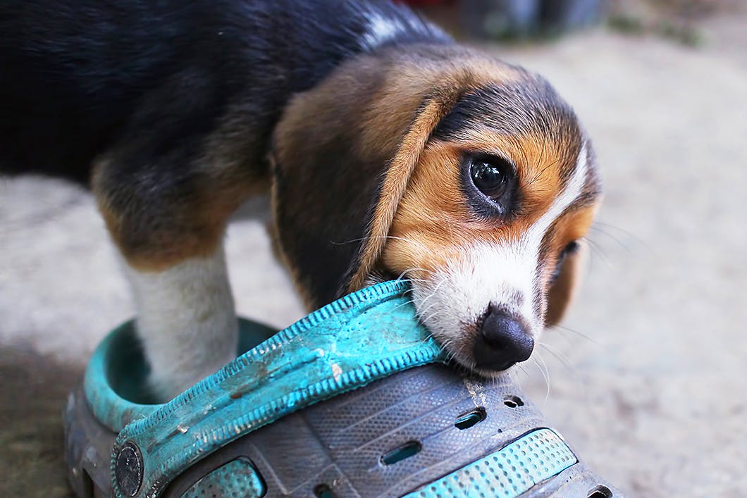 放っておくと噛みグセに 子犬が甘噛みする3つの理由としつけ方 Training しつけ わんクォール