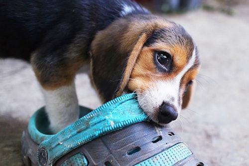 放っておくと噛みグセに 子犬が甘噛みする3つの理由としつけ方 わんクォール 放っておくと噛みグセに 子犬が甘噛みする3つの理由としつけ方 わんクォール