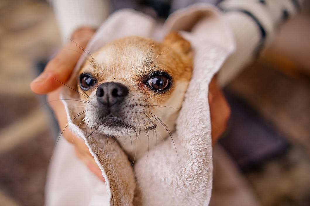 実はとっても重要 犬に必要な 小さなパーツのお手入れ 方法を解説 顔 お尻 足 わんクォール