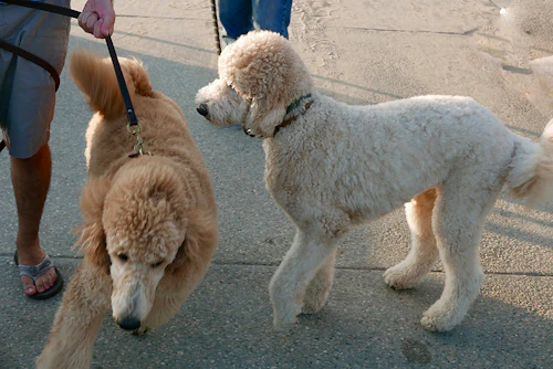 理由が知りたい ニオイを嗅ぐしぐさに隠れた犬の意外な気持ち わんクォール 理由が知りたい ニオイを嗅ぐしぐさに隠れた犬の意外な気持ち わんクォール