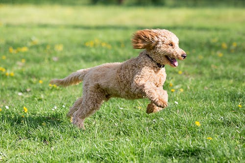 犬が遊びや散歩中に突然走り出す理由 それは意外な気持ちでした わんクォール