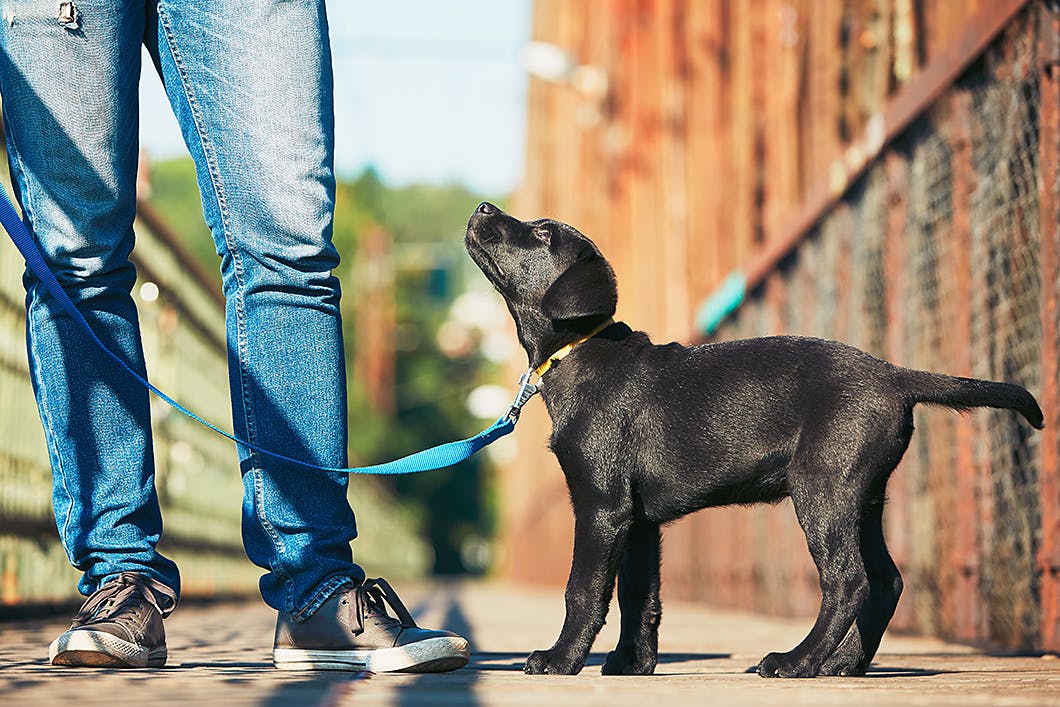 犬の散歩の心得やマナーを伝授 これを守れば デキる飼い主 わんクォール