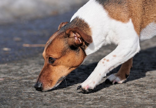 初対面のわんちゃんに好かれるようになるモテ技って 獣医師に聞いてみた わんクォール 初対面のわんちゃんに好かれるようになるモテ技って 獣医師に聞いてみた わんクォール