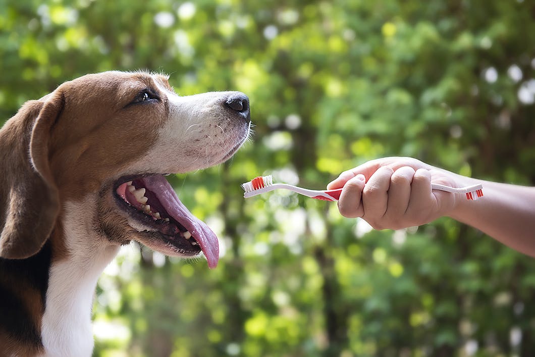 初めてでも安心 犬の歯磨き 基本のやり方やコツ 嫌がるときの対処法をご紹介 Care お手入れ わんクォール