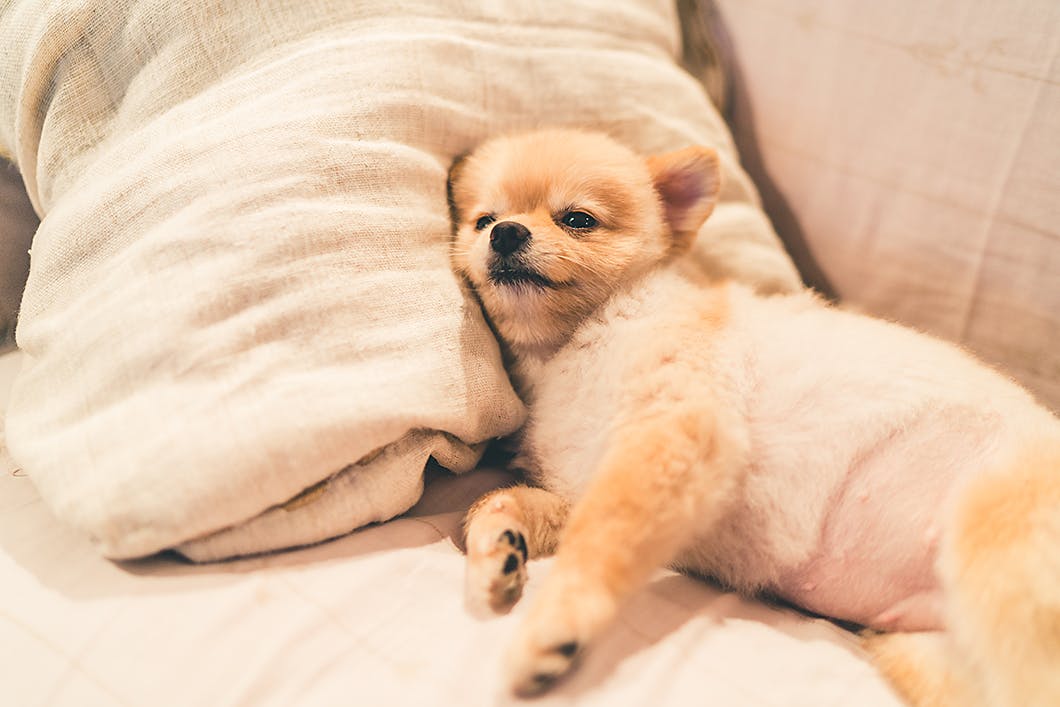 寝ているポメラニアン犬　関節炎予防のコツと早期発見のポイント