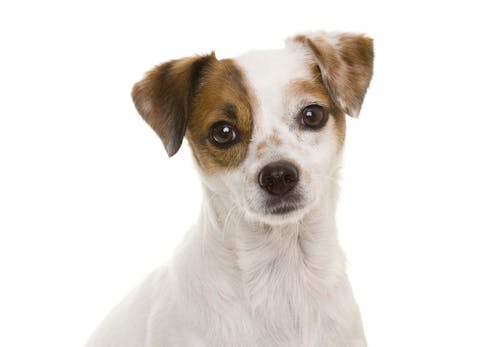 犬が喜ぶツボ押しマッサージをおうち時間に 基本の手順やおすすめのツボを解説 獣医師監修 わんクォール 犬が喜ぶツボ押しマッサージをおうち時間に 基本の手順やおすすめのツボを解説 獣医師監修 わんクォール