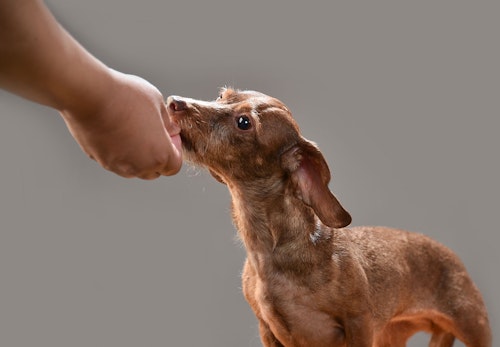 獣医師アドバイス 犬用ガムを与えるのはどんな時 選びのポイントや注意すべき事故を解説 わんクォール 獣医師アドバイス 犬用ガムを与えるのはどんな時 選びのポイントや注意すべき事故を解説 わんクォール