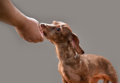 獣医師アドバイス 犬用ガムを与えるのはどんな時 選びのポイントや注意すべき事故を解説 わんクォール