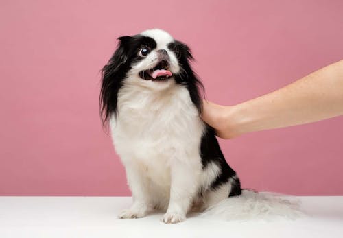 犬が喜ぶツボ押しマッサージをおうち時間に 基本の手順やおすすめのツボを解説 獣医師監修 わんクォール 犬が喜ぶツボ押しマッサージをおうち時間に 基本の手順やおすすめのツボを解説 獣医師監修 わんクォール