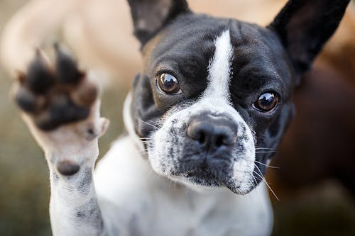 子犬から成犬まで トイレのしつけのお悩みアレコレに答えます わんクォール