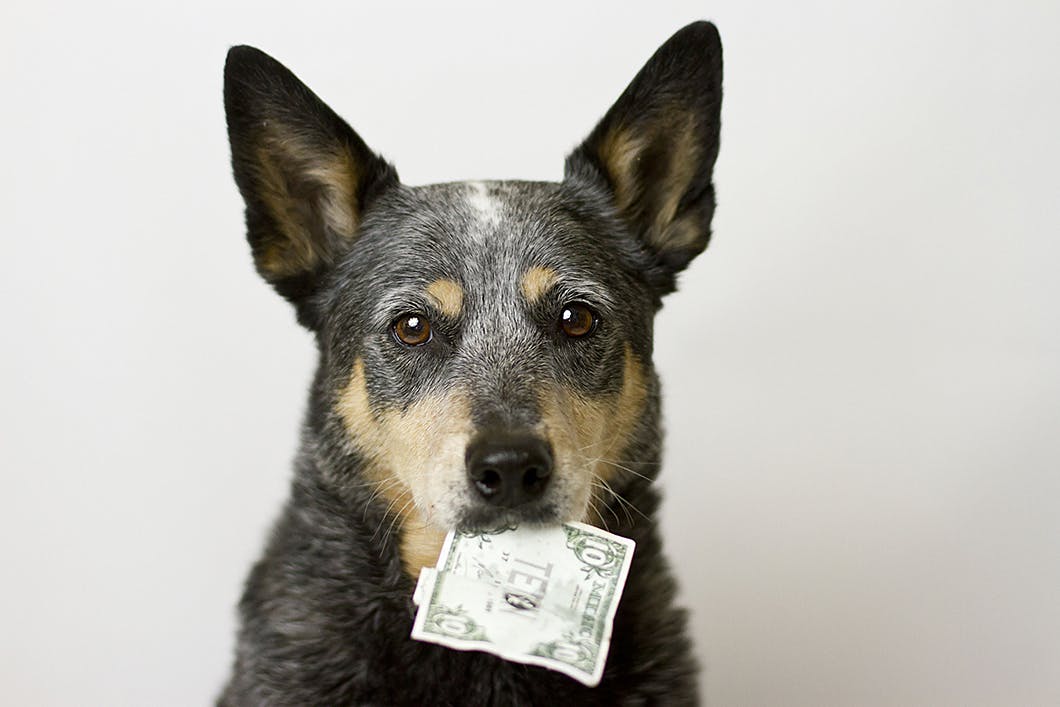 愛犬にベストな動物病院の選び方　治療費の明細