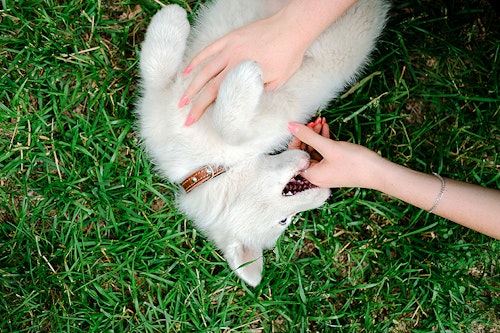 放っておくと噛みグセに 子犬が甘噛みする3つの理由としつけ方 わんクォール