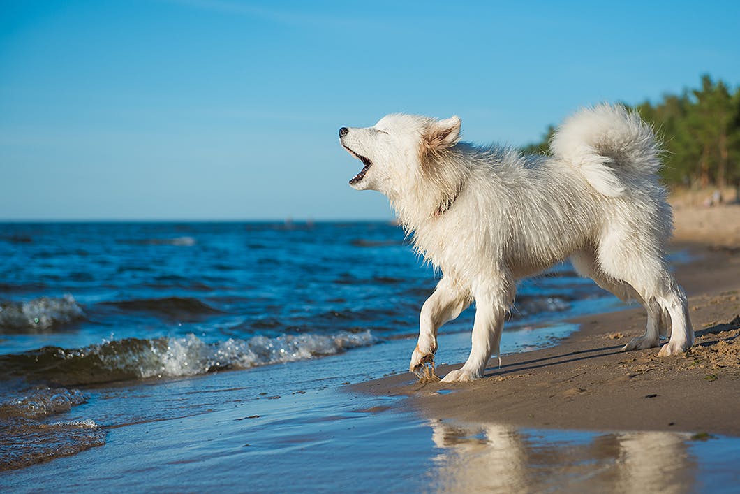 しつけの前に知っておこう 犬が吠える3つの理由とその対策とは Training しつけ わんクォール