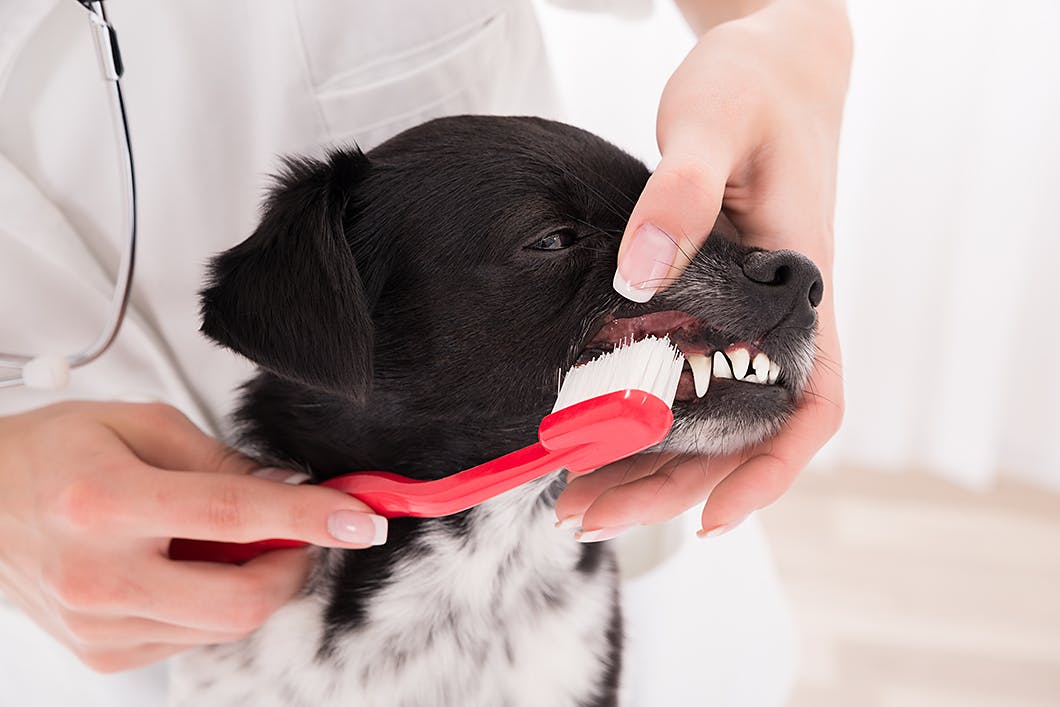 犬に歯磨きをする獣医師