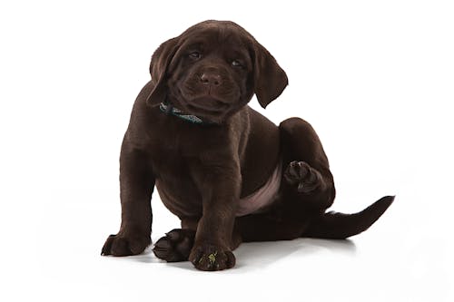 獣医師監修 犬のアレルギー ノミダニ 花粉 の症状や予防法とは わんクォール