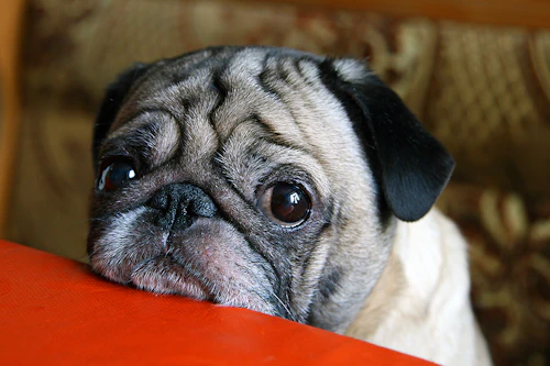 愛犬の吠えグセを直したい おねだり吠え の対策をご紹介 わんクォール