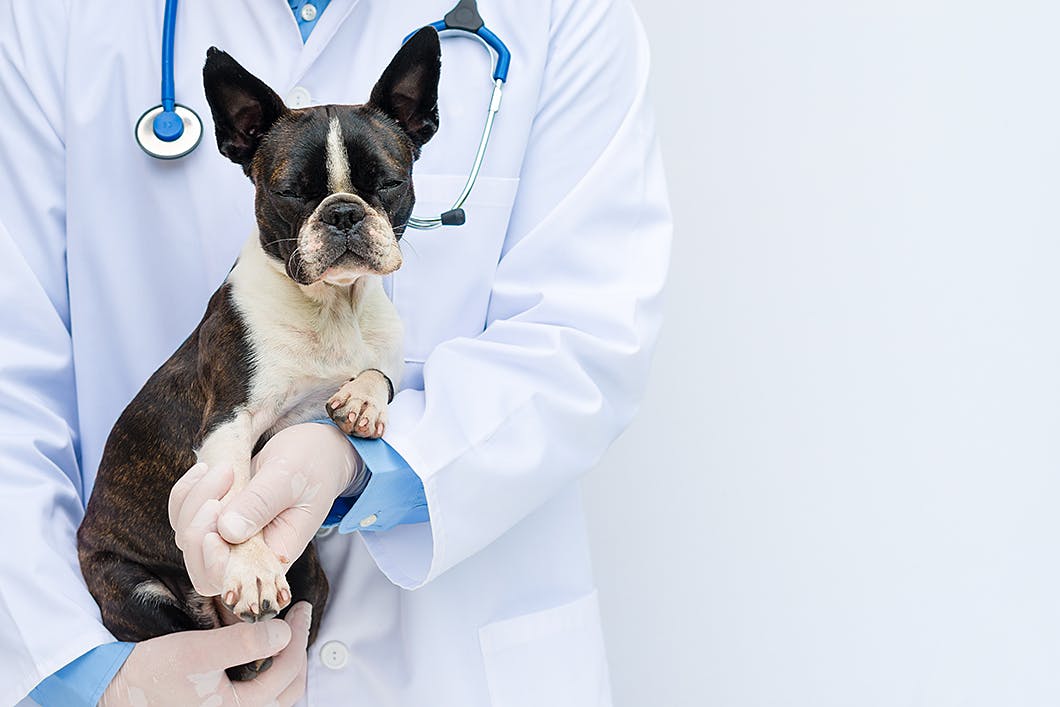 セミシニア期の犬が吠えやすくなったら健康診断へ　獣医師に抱えられるボストンテラス 