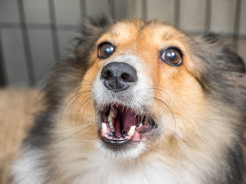 無駄吠えを防止するには 犬を安心させて吠えさせないしつけ法 わんクォール 無駄吠えを防止するには 犬を安心させて吠えさせないしつけ法 わんクォール