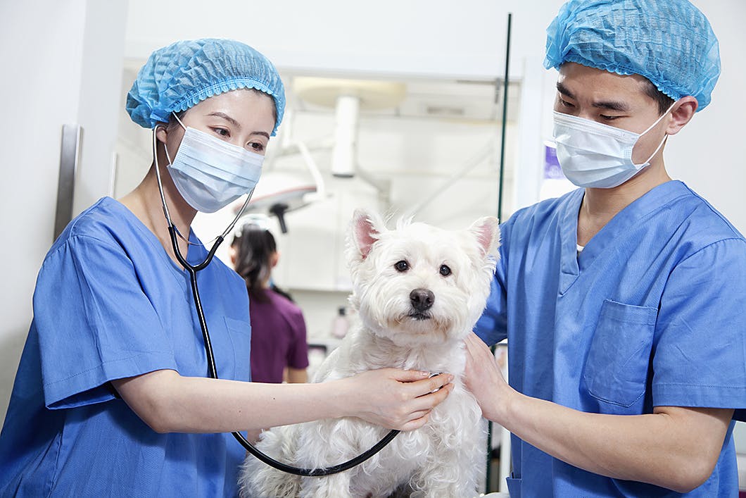 犬の再生医療　細胞治療　手術費　入院日数