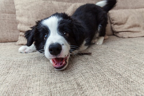 子犬から成犬まで トイレのしつけのお悩みアレコレに答えます わんクォール