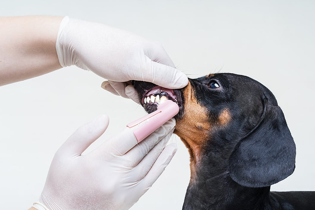 初めてでも安心 犬の歯磨き 基本のやり方やコツ 嫌がるときの対処法をご紹介 Care お手入れ わんクォール