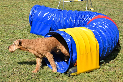 遊んで学ぶ しつけ ミニアジリティ 自信あふれるわんちゃんになれる わんクォール