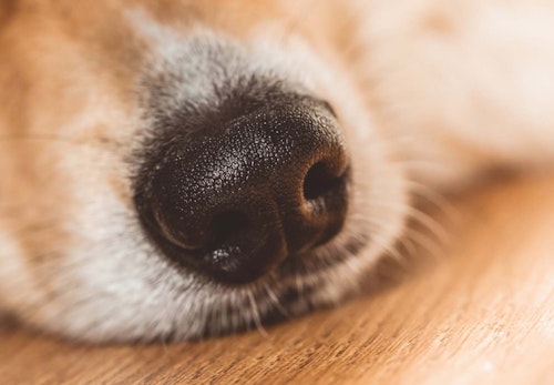 犬の鼻水の原因は 病院に連れて行くべき症状と対処法を解説 獣医師監修 わんクォール 犬の鼻水の原因は 病院に連れて行くべき症状と対処法を解説 獣医師監修 わんクォール