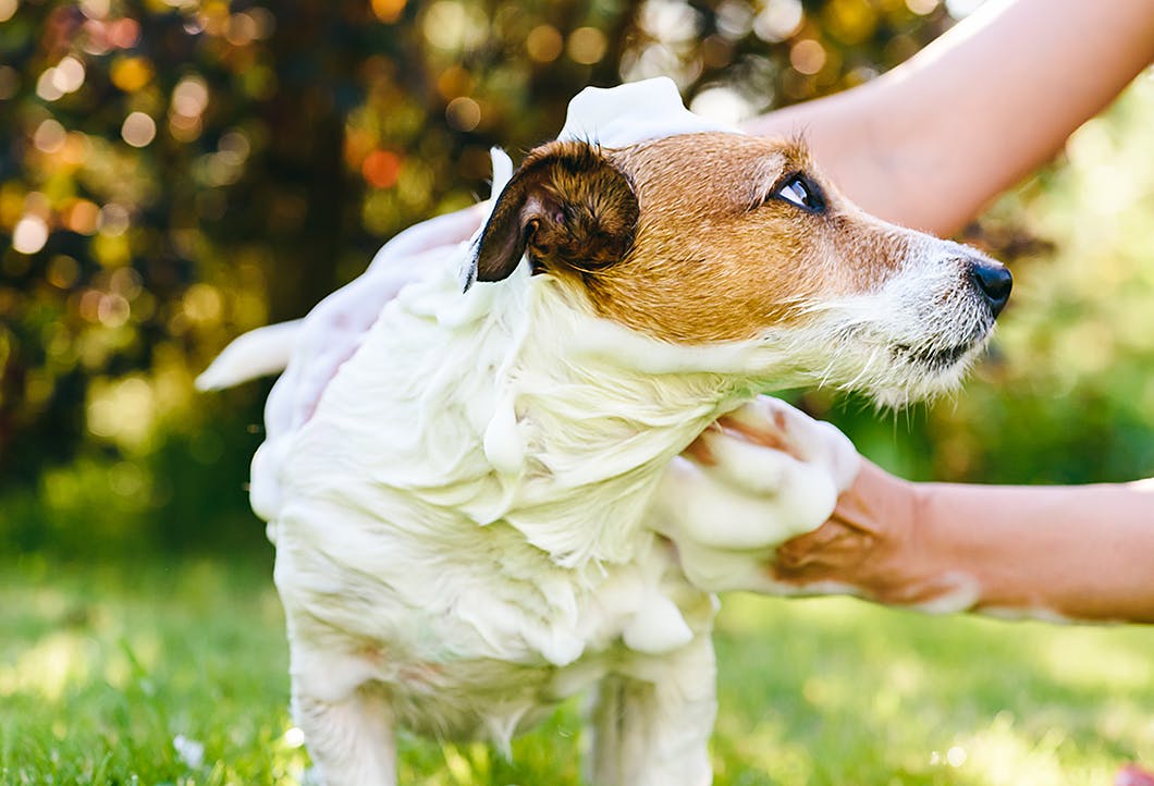 顔に水がかかると嫌がる理由は 犬のシャンプーに関するfaq Care お手入れ わんクォール