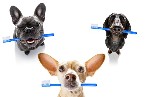 歯磨きシートだけでケアできる 犬のデンタルケアグッズに関するfaq わんクォール 歯磨きシートだけでケアできる 犬のデンタルケアグッズに関するfaq わんクォール