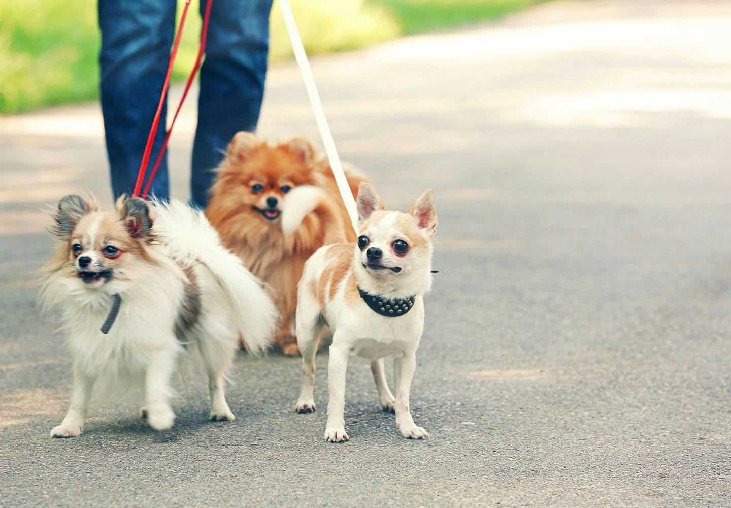 夏に犬の散歩をする際の注意点は 適した時間帯や熱中症を防ぐグッズについて解説 獣医師監修 わんクォール