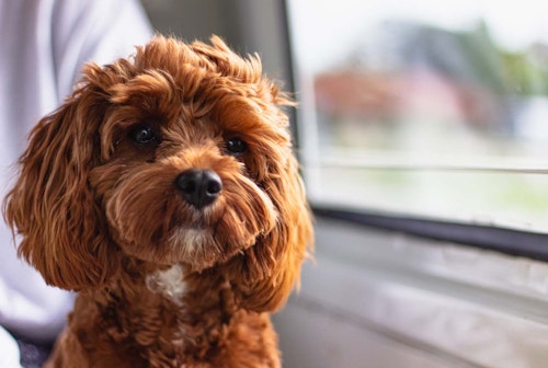 お迎えしたわんちゃんが急に反抗的に その原因はまさかの思春期だった Dr 茂木が教える最新いぬ塾vol 01 わんクォール お迎えしたわんちゃんが急に反抗的に その原因はまさかの思春期だった Dr 茂木が教える最新いぬ塾vol 01 わんクォール