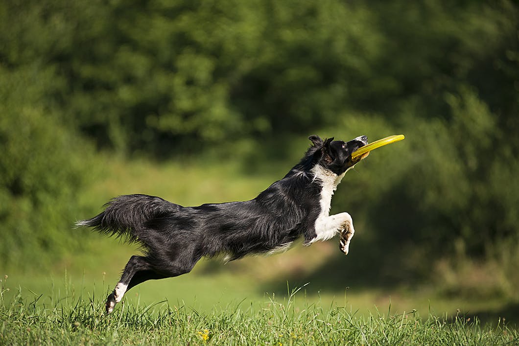 ボーダー コリーは賢い犬種って本当 性格や特徴を知りたい Community コミュニティ わんクォール