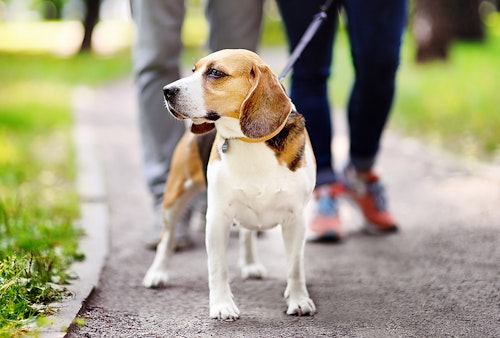 老犬が散歩を嫌がるなら 第3反抗期 かも 正しい対処法とは わんクォール 老犬が散歩を嫌がるなら 第3反抗期 かも 正しい対処法とは わんクォール