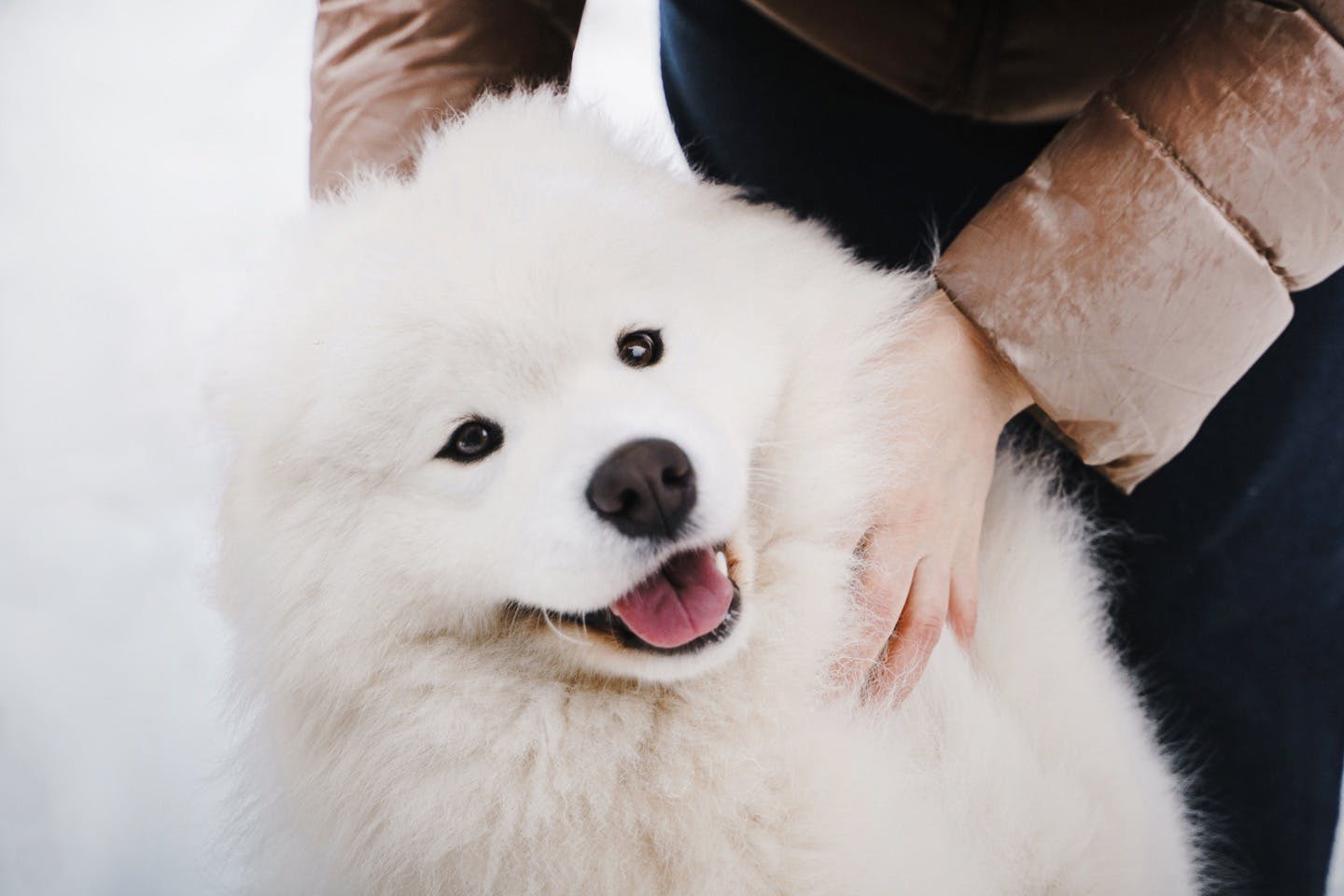 人に吠える犬 にさせないために 社会化しつけ で人に慣れさせよう Training しつけ わんクォール