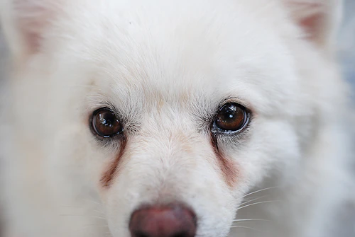 涙やけ予防にも 犬の目のまわりのお手入れのコツや注意点 わんクォール