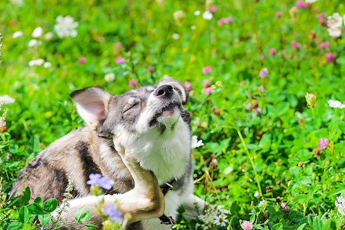 ただ痒いだけじゃない 体をかくしぐさに隠れた犬の意外な気持ち わんクォール