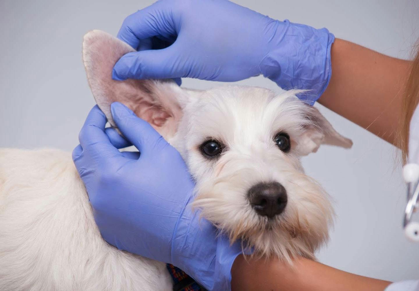 犬の耳が臭い原因は 考えられる病気と対処法について解説 獣医師監修 わんクォール