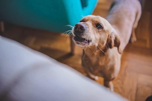 犬の吠えに隠れた意味は シチュエーション別 吠える犬の心理と対策 わんクォール