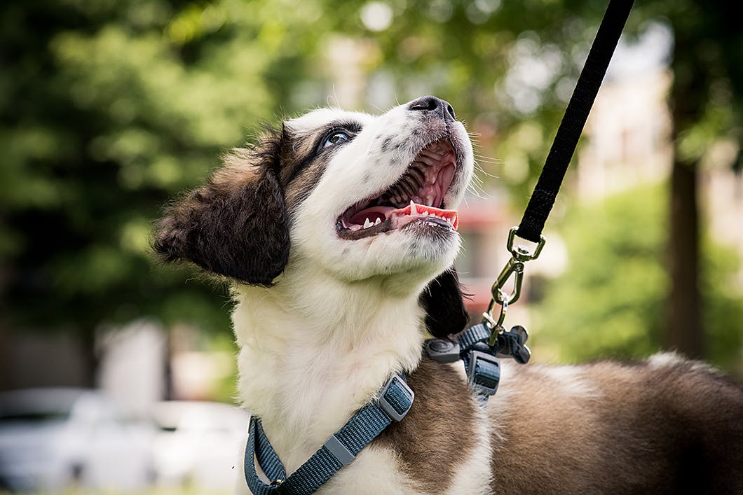 散歩時間の目安は 時間帯は 犬の散歩でよくある困り事を一挙解決 Health 健康 わんクォール