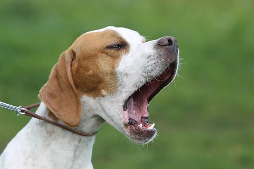 獣医師監修 犬がすれ違ったものに吠える理由は 吠えグセを直す対処法を解説 わんクォール 獣医師監修 犬がすれ違ったものに吠える理由は 吠えグセを直す対処法を解説 わんクォール