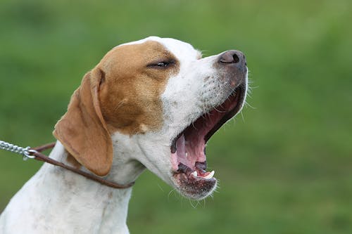 獣医師監修 犬がすれ違ったものに吠える理由は 吠えグセを直す対処法を解説 わんクォール