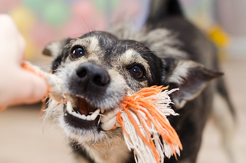 歯磨きシートだけでケアできる 犬のデンタルケアグッズに関するfaq わんクォール