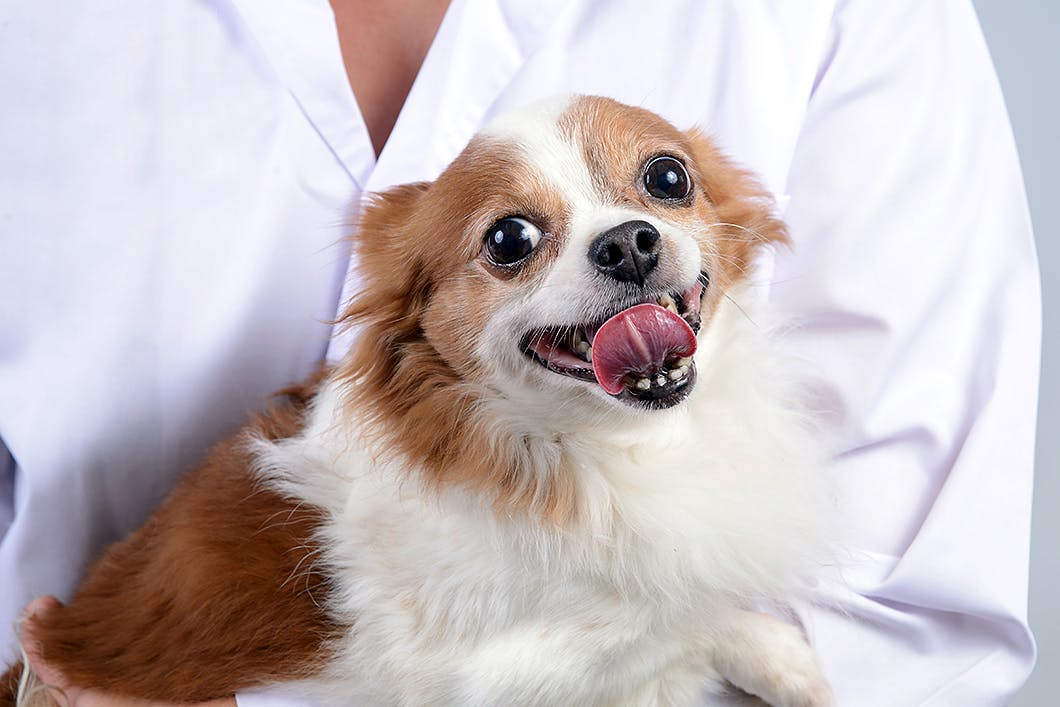 犬の咳の原因は 咳の種類や病院に連れて行くべき症状 対処法について解説 獣医師監修 Illness 病気 わんクォール
