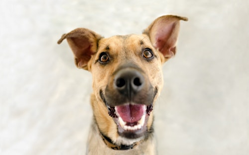 獣医師監修 犬のよだれが多いときや吐くときは危険 原因と対処法 わんクォール 獣医師監修 犬のよだれが多いときや吐くときは危険 原因と対処法 わんクォール